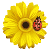 ICQ Flower